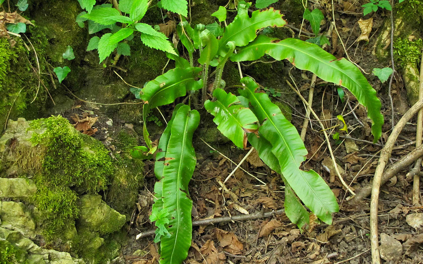 Phyllitis scolopendrium